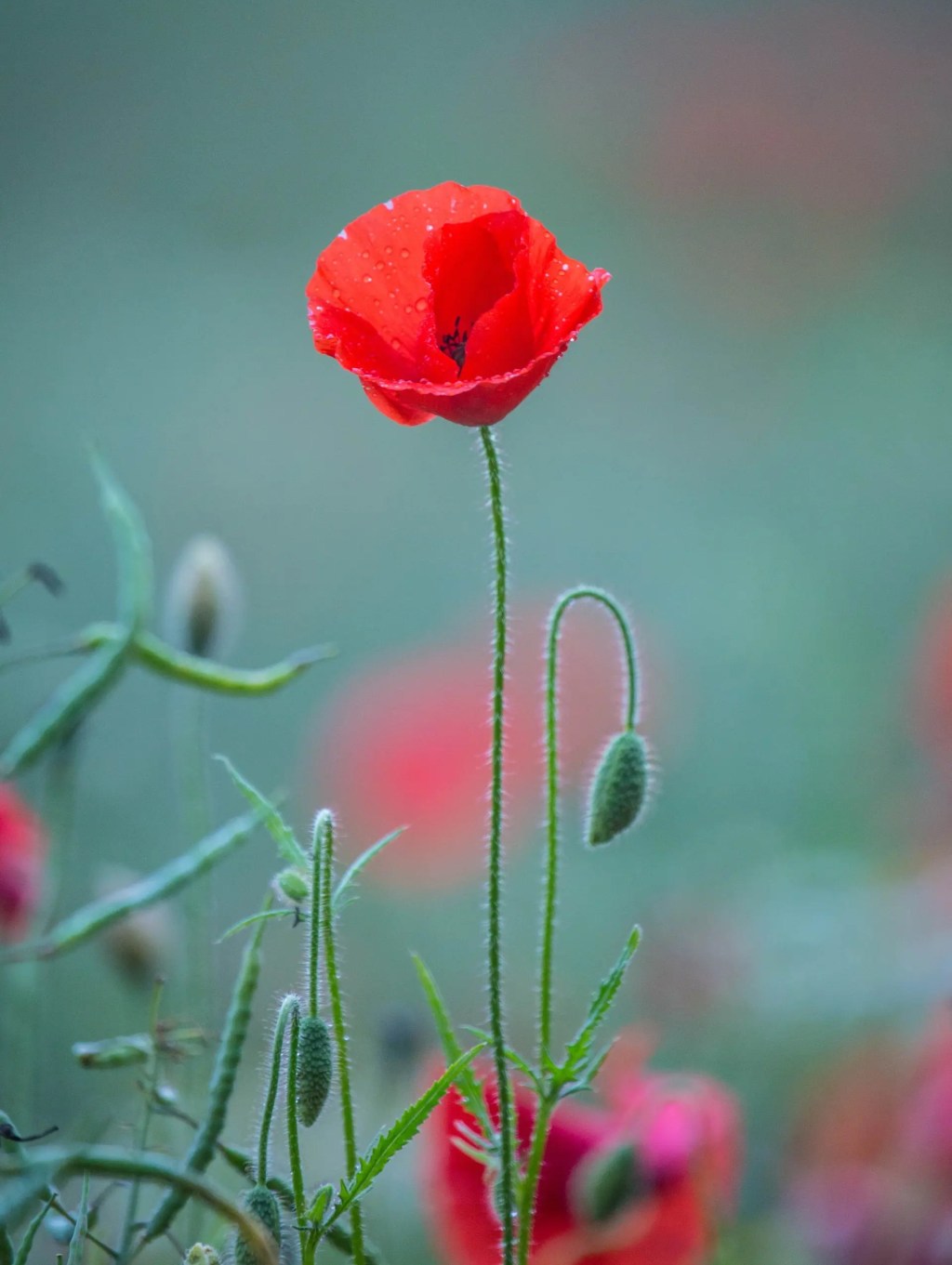 En finir avec le syndrome du grand&nbsp;coquelicot